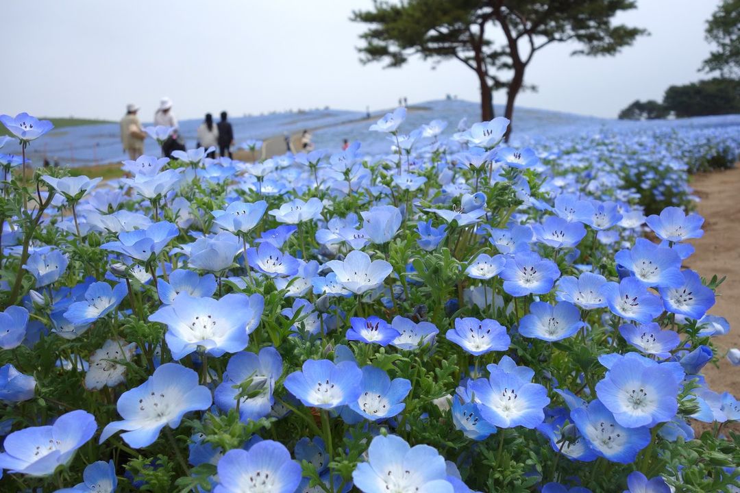 Japan's Floral Wonderland.